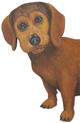 Mr Dog, detail